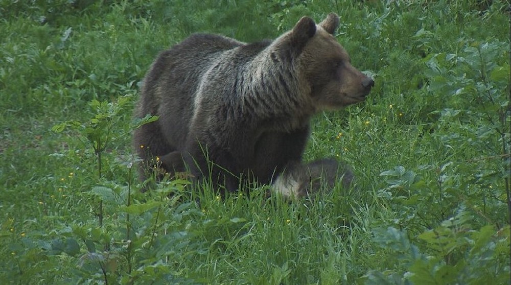 Hubára napadol medveď (1)
