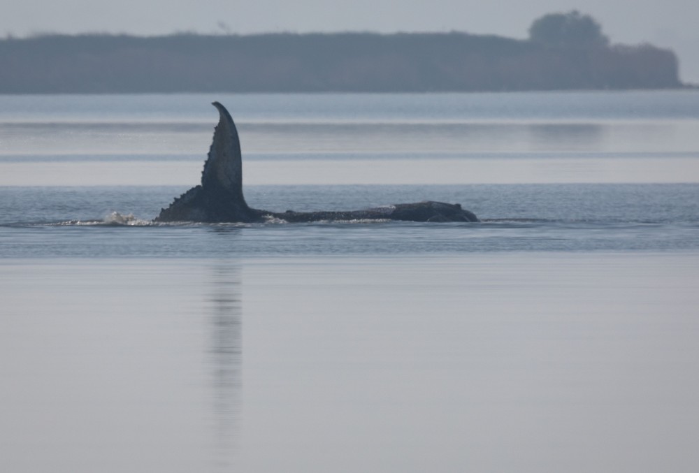 Germany_Whale_Rescue269371