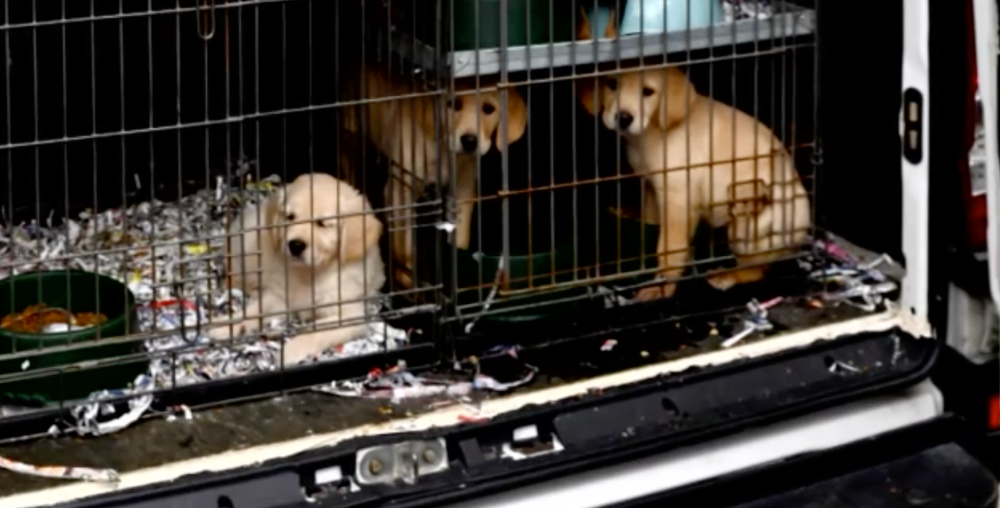 Takmer stovku šteniatok pochádzajúcich zo Slovenska našli v Nemecku. Prepravovali ich tam ilegálne