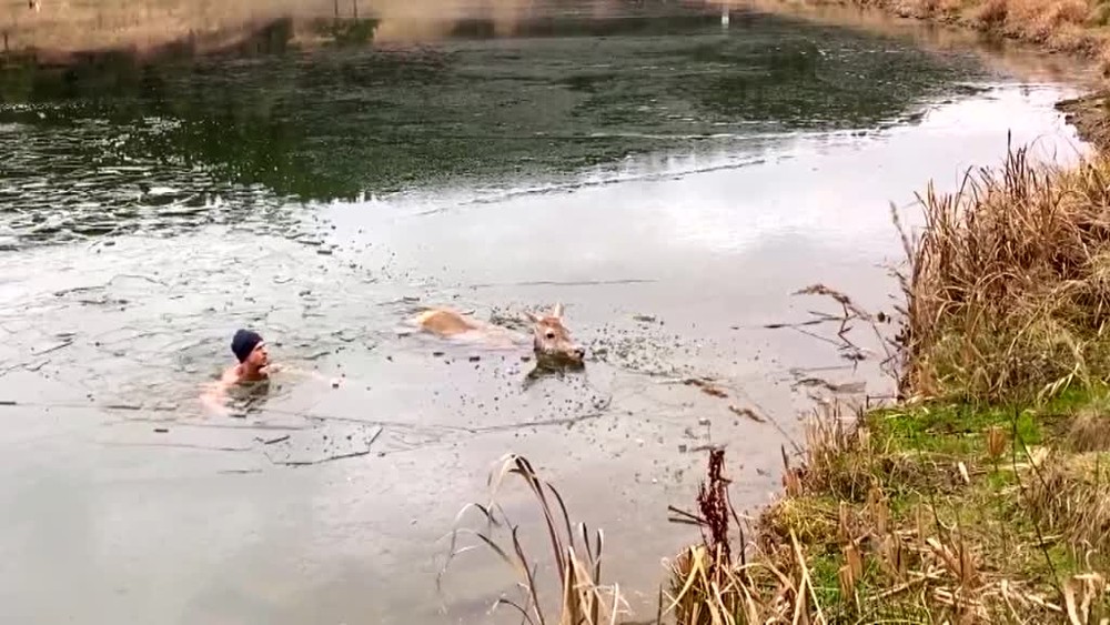 [multi] Zachrana srny 1763