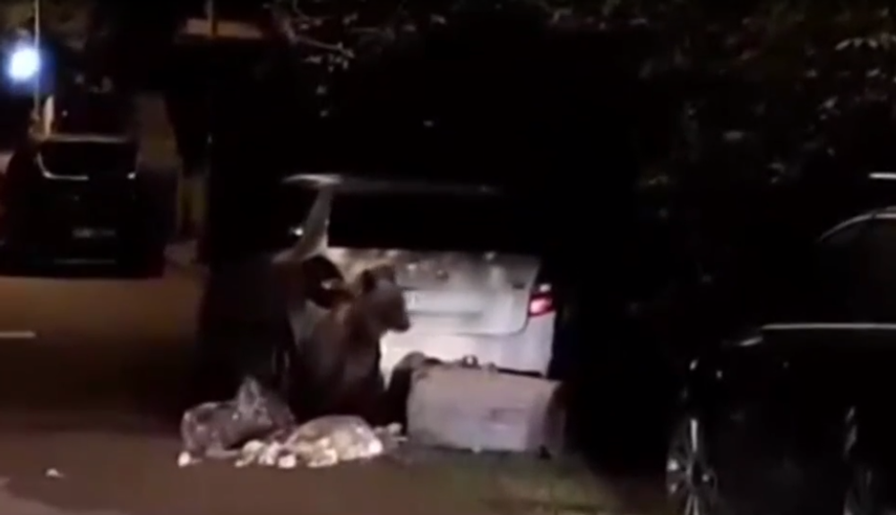 Už niekoľko dní Ružomberok pravidelne navštevuje mladý medveď. Neodplašia ho už ani policajné sirény