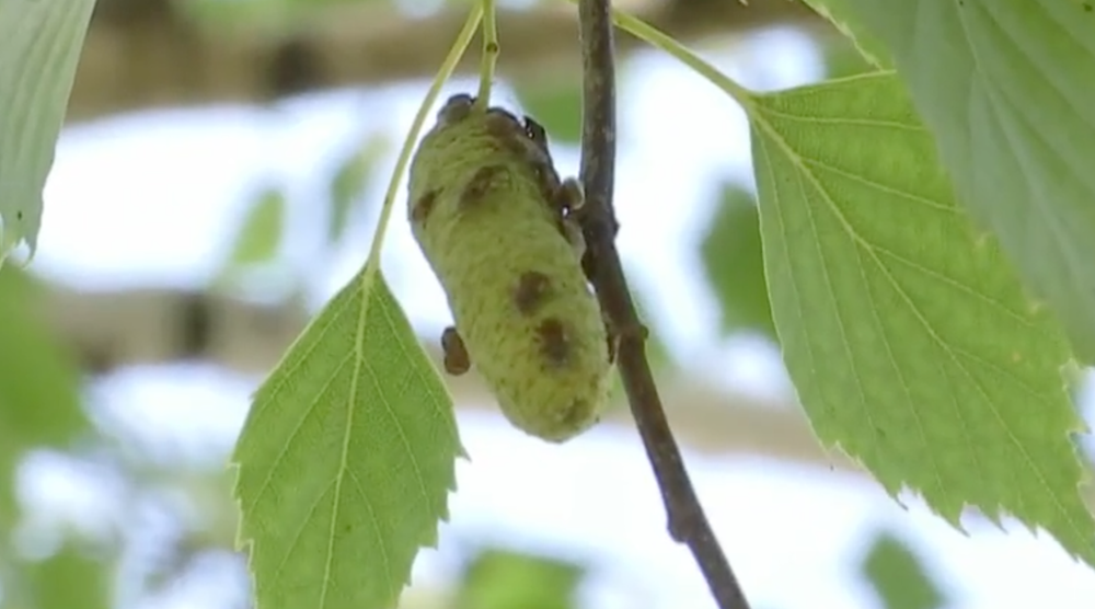 Bzdochy trápia ľudí v Šali