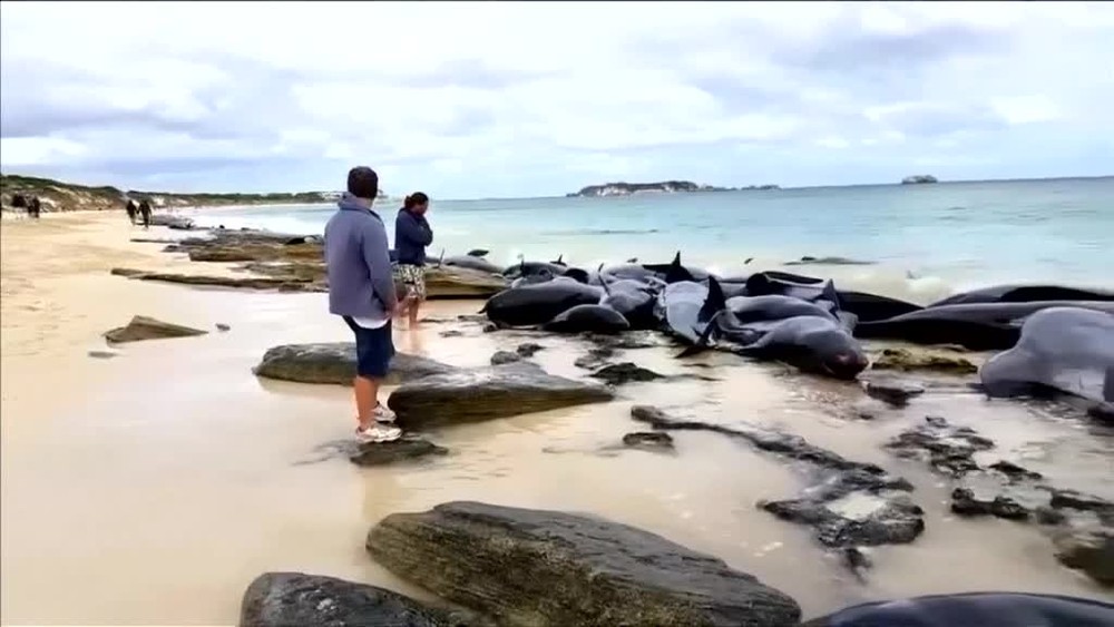 Nevysvetliteľný úkaz. Na austrálskom pobreží uviazlo okolo 150 veľrýb1195