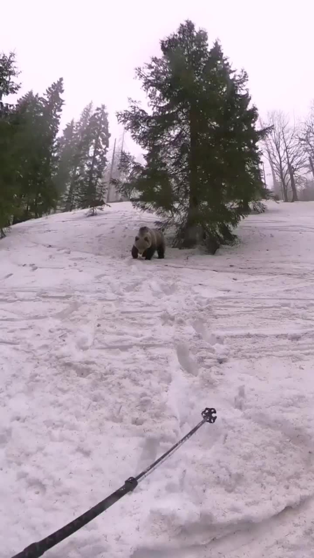 [multi] VIDEO: Medveď v Nízkych Tatrách napadol turistov 3364