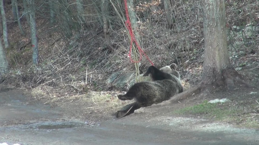 [multi] medved napadol turistov 3565