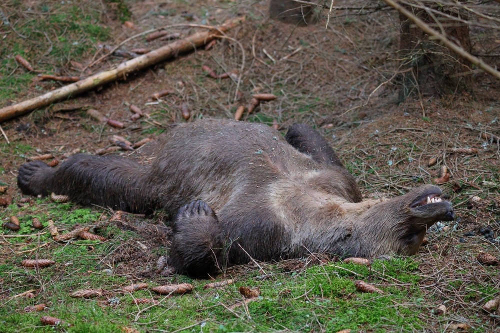 mrtvy medved pytliak tatry (5)