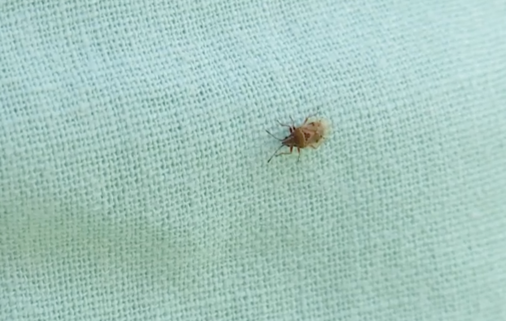 Bzdochy trápia ľudí v Šali