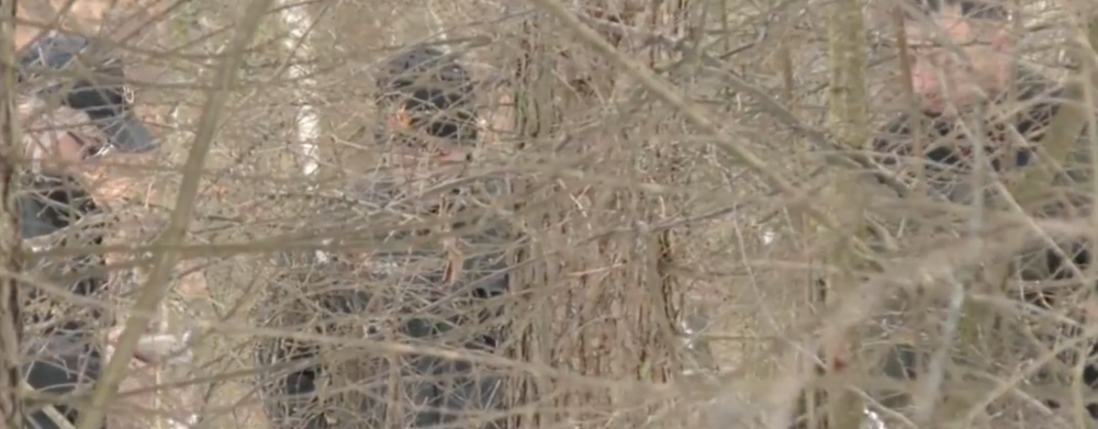 Zastrelené psy v Snine