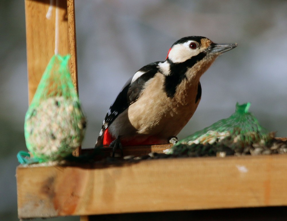 06012016_Prievidza_vtaky_zima_IMG_3845322224