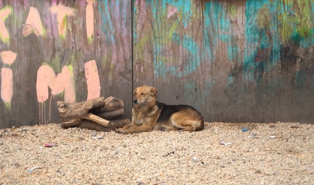 pes il psy v osade (4)