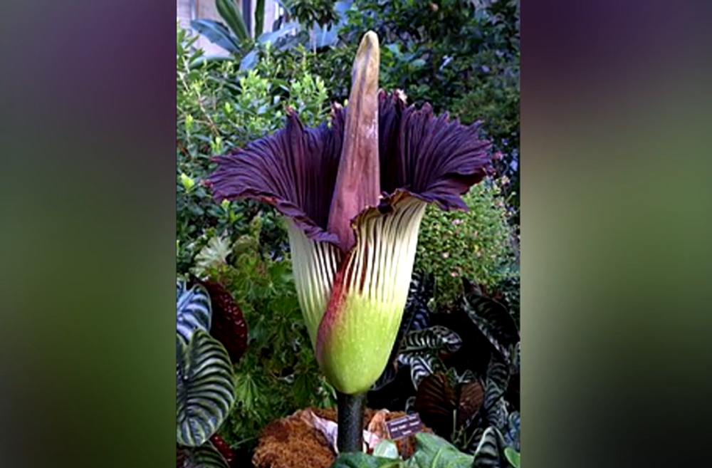 Screenshot 2024-07-27 084032