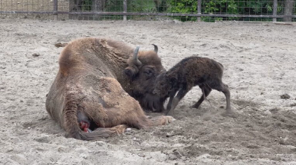 zubríčatko v sninskej ZOO 2024-05-29 o 9.00.05