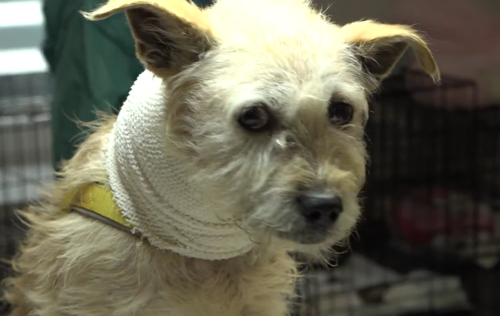 Nevinné obete ľudskej krutosti: Dva psíky mali lano vrastené do krku 