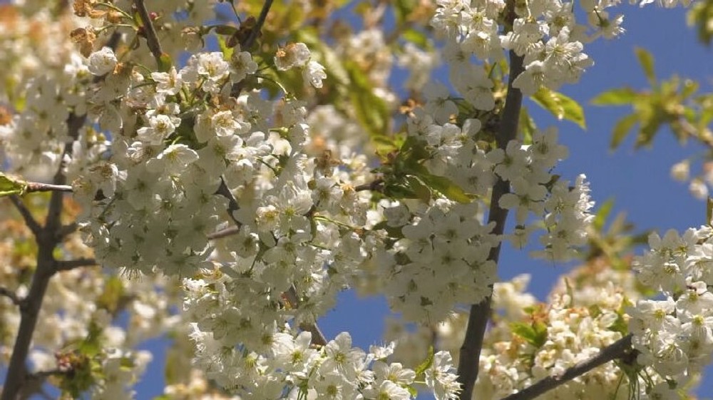 čerešňa prvý máj (6)