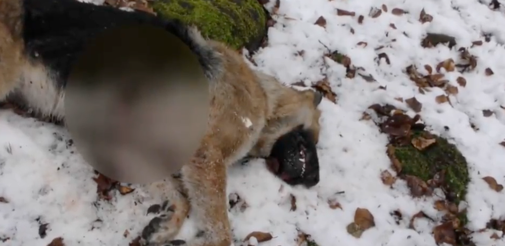 Zastrelené psy v Snine