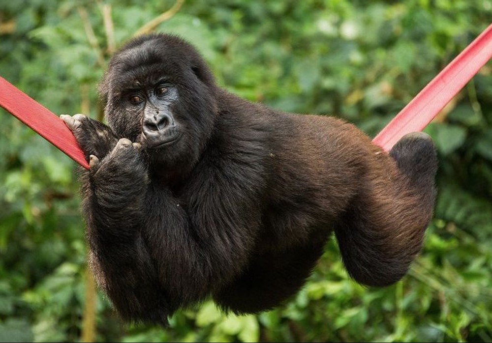 Ndakasi mala veselú povahu. FB Virunga National Park