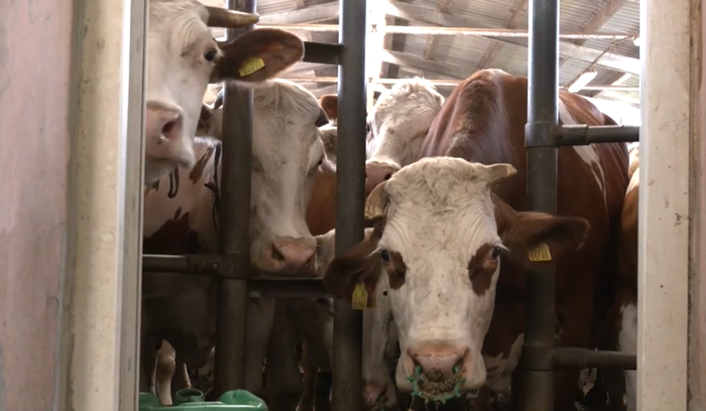 Screenshot 2024-05-19 092014