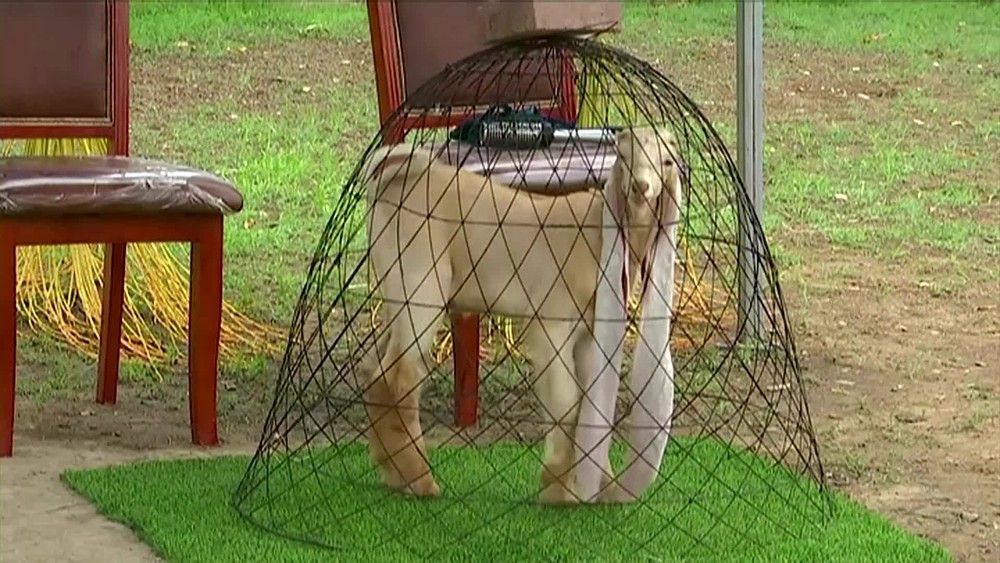 [multi] USATA KOZA 1133