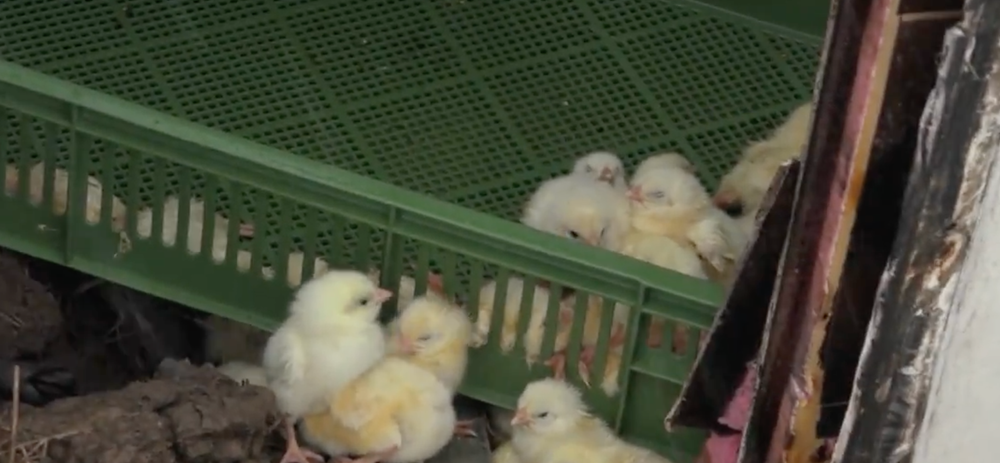 Kamión plný kuriatok zišiel z cesty