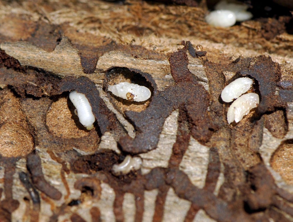 Lykožrútová kalamita sa šíri ďalej (2)