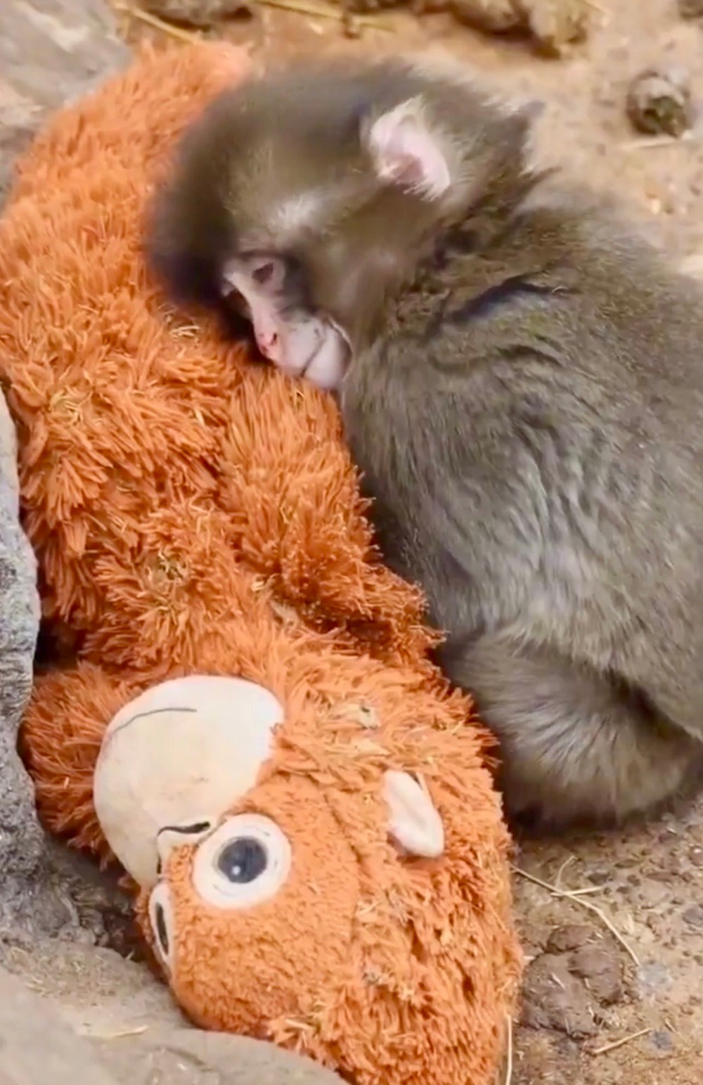 Makak a plyšák