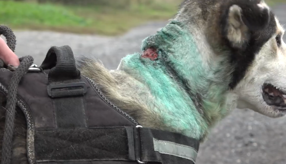 Nevinné obete ľudskej krutosti: Dva psíky mali lano vrastené do krku 