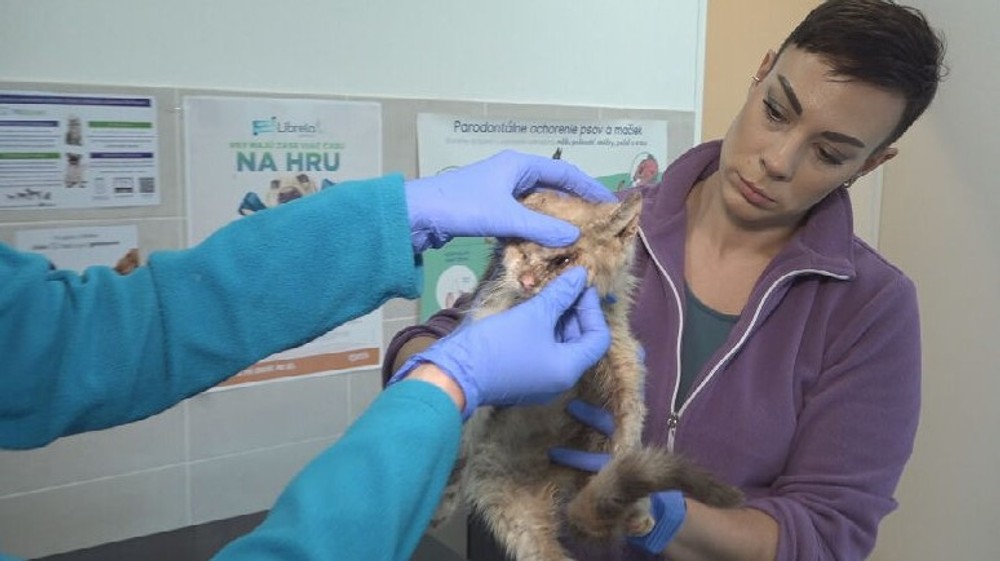 týraná mačka (10)