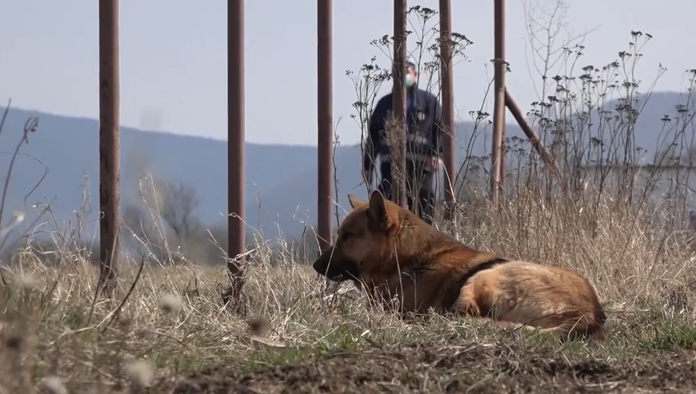 pes il psy v osade (2)