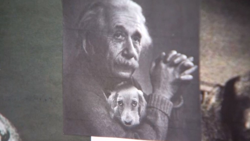 Einstein a jazvečík 