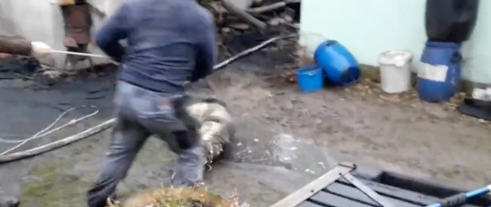 Českí hasiči zachraňovali krokodíla