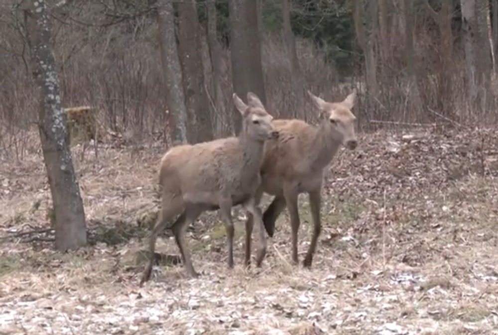 Screenshot 2024-05-17 092410