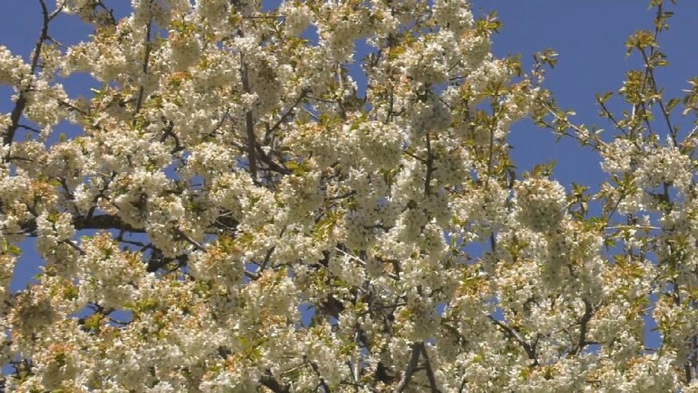 čerešňa prvý máj (8)