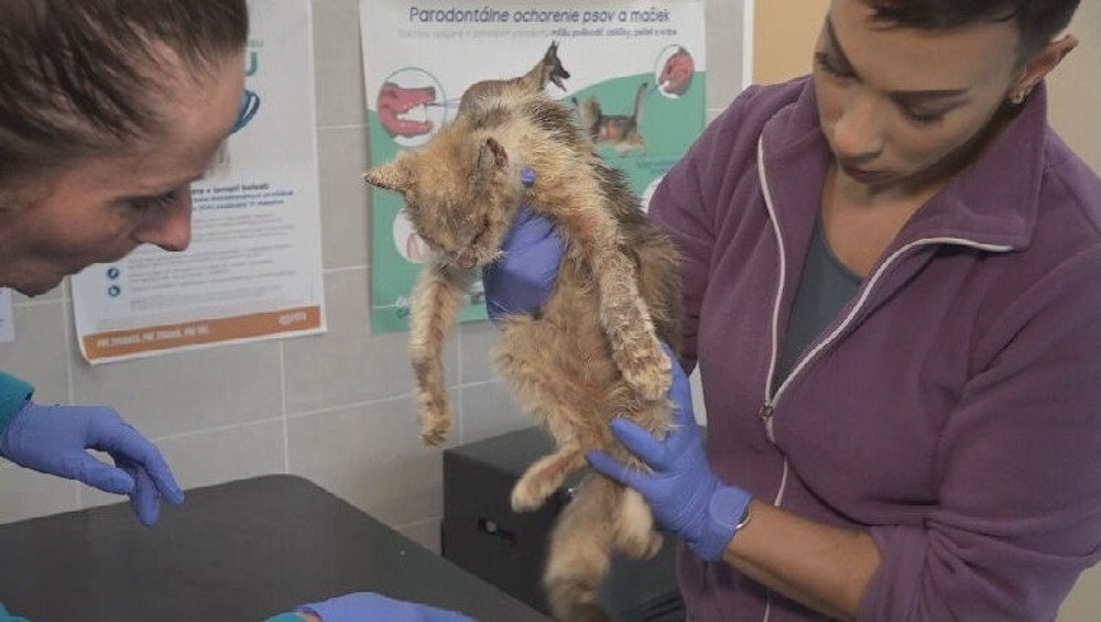 týraná mačka (12)