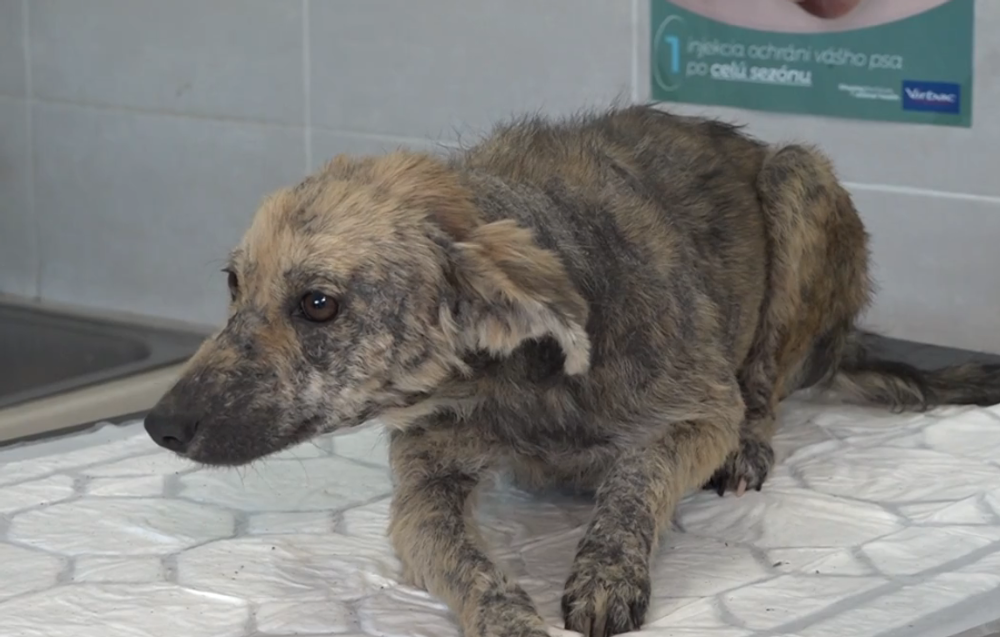 Snímka obrazovky 2024-10-03 173807