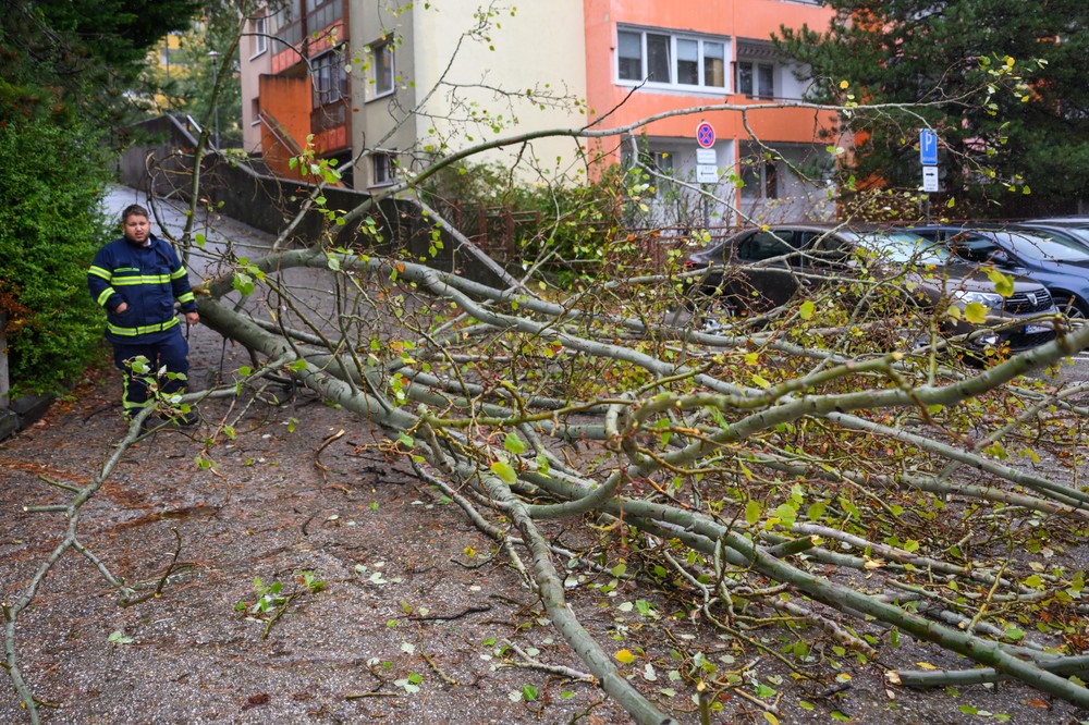 20241409_spadnuty__strom_02072161