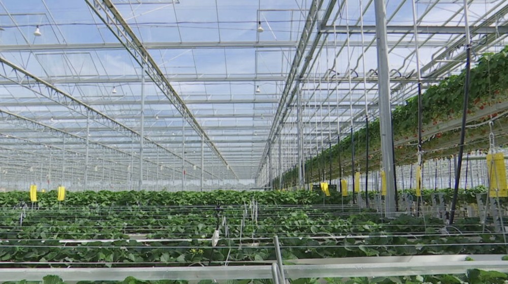 jahodový skleník (5)