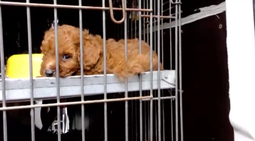 Takmer stovku šteniatok pochádzajúcich zo Slovenska našli v Nemecku. Prepravovali ich tam ilegálne