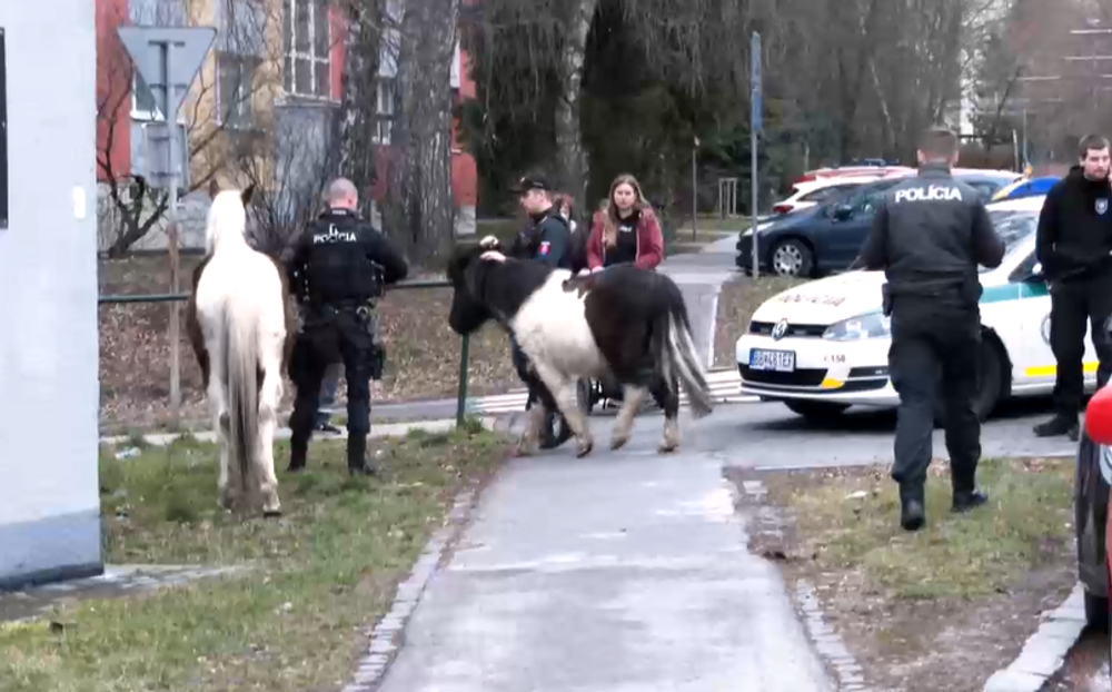 Koník a poník na sídlisku