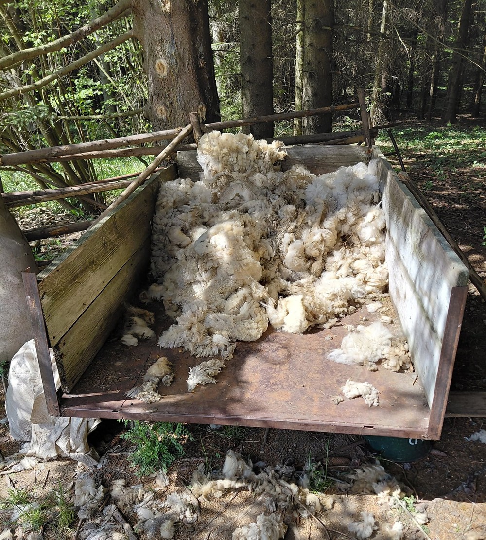 Potvrdená salmonela v nelegálnom salaši