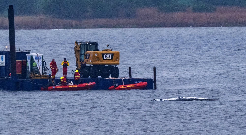 Germany_Stranded_Whale275721