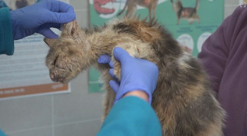 týraná mačka (13)