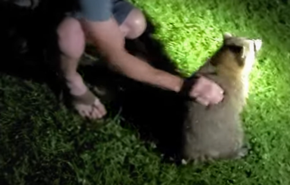 dusiaci medvedik cistotny