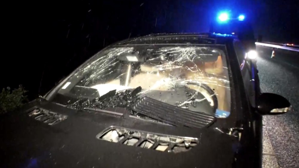 140-kilový medveď vodičovi skočil pod kolesá auta.