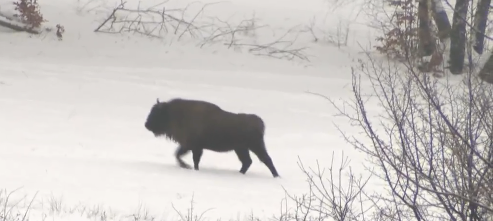 Stopovanie zubrov v Poloninách