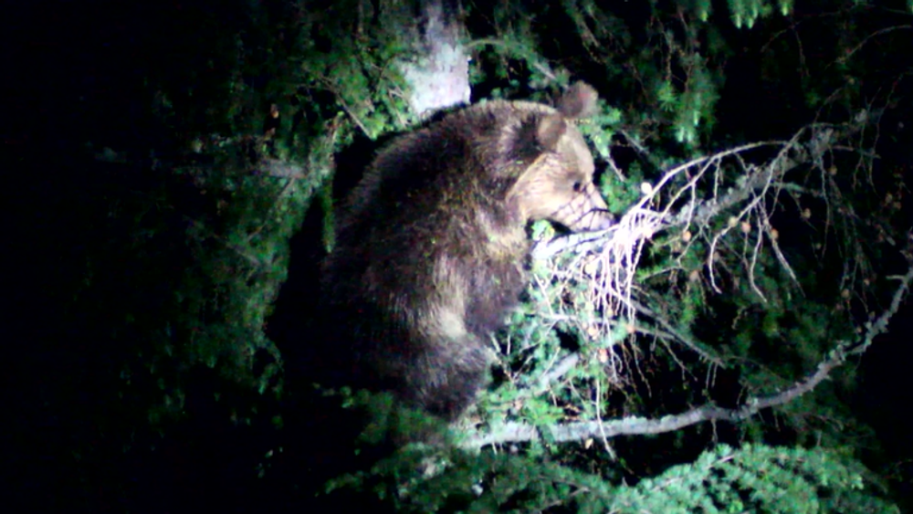 Už niekoľko rokov sa obyvatelia Vysokých Tatier márne sťažujú na premnožený počet medveďov, situácia sa podľa mesta zhoršuje 