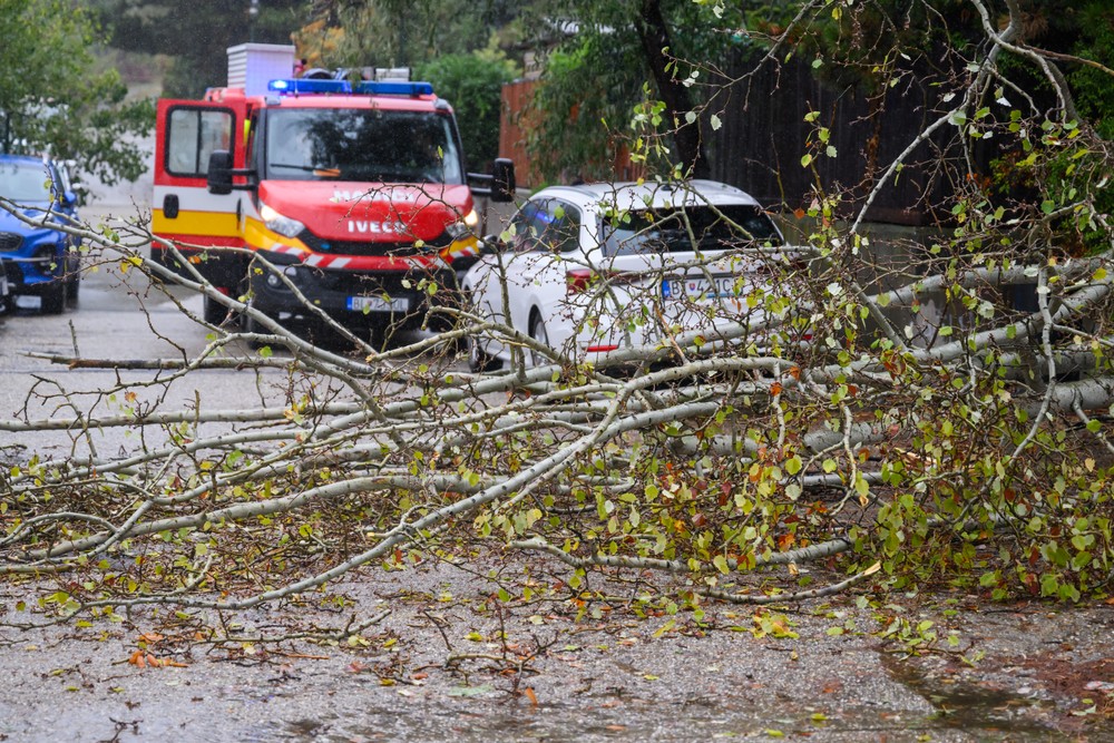 20241409_spadnuty__strom_04072163