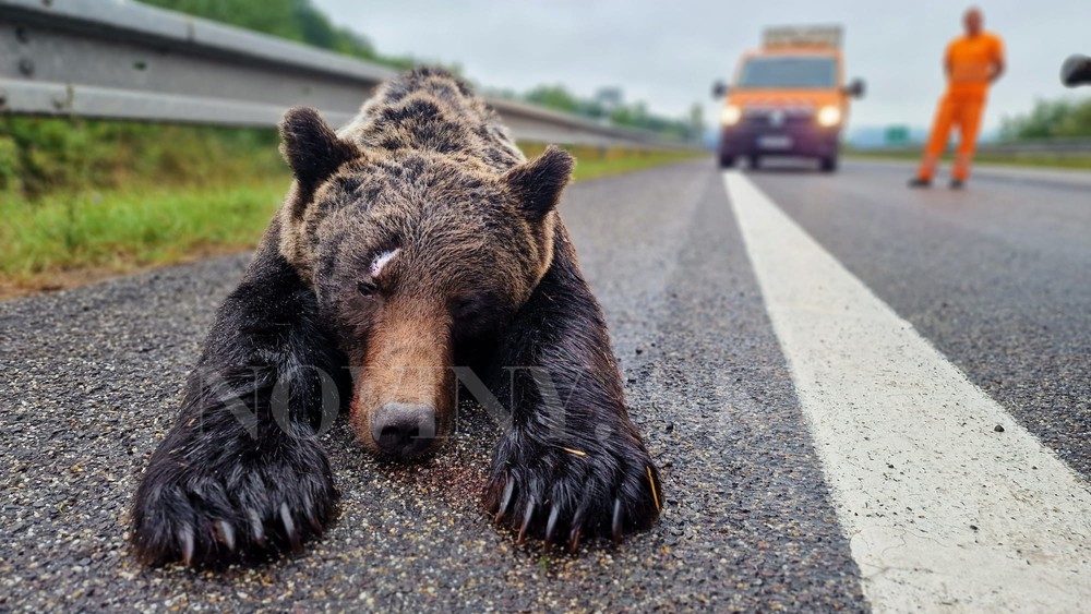 zrazený medveď Zvolen (1)