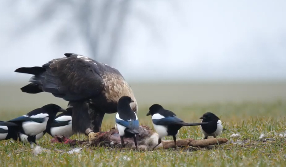 Pytliaci otrávili vzácneho orliaka morského 