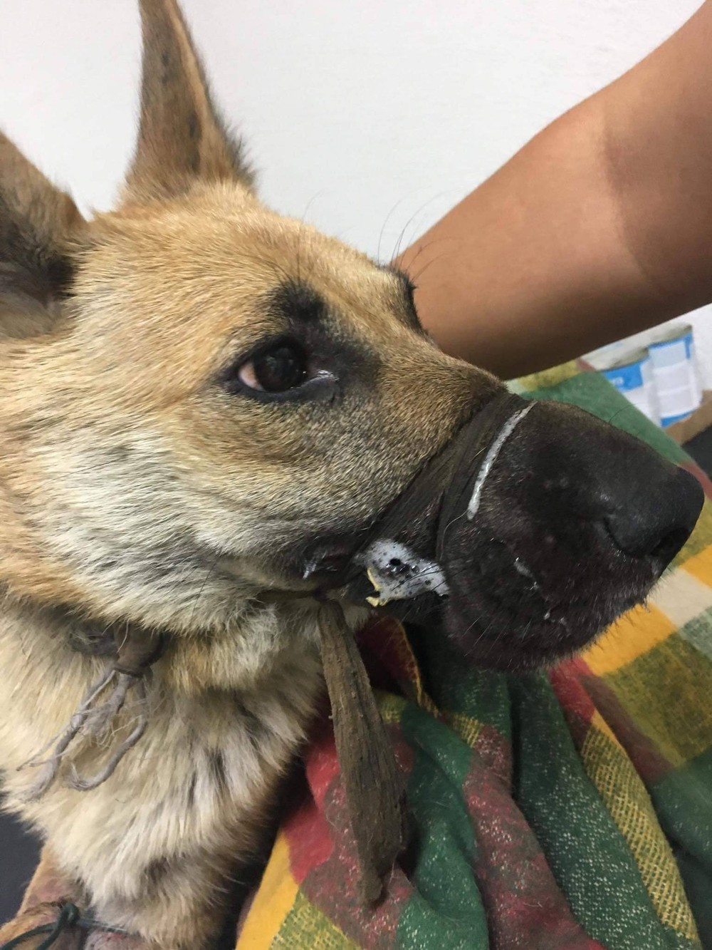 Pri Košiciach niekto vyhodil pod most zviazanú fenku