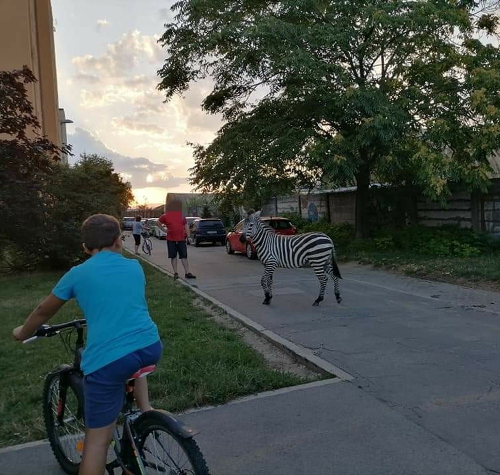 Odchyt zebry v Piešťanoch